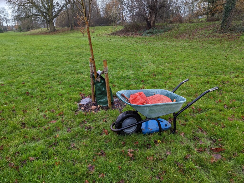 a wheelbarrow full of daffodil bulbs