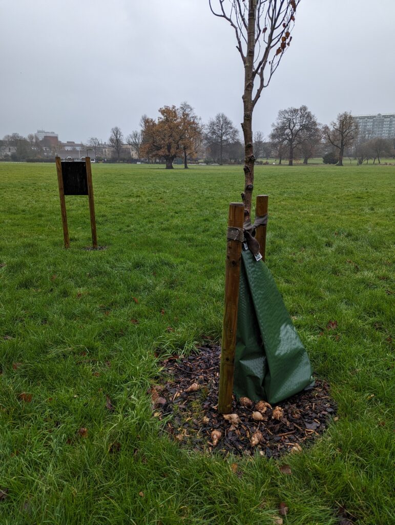 bulbs waiting to be planted