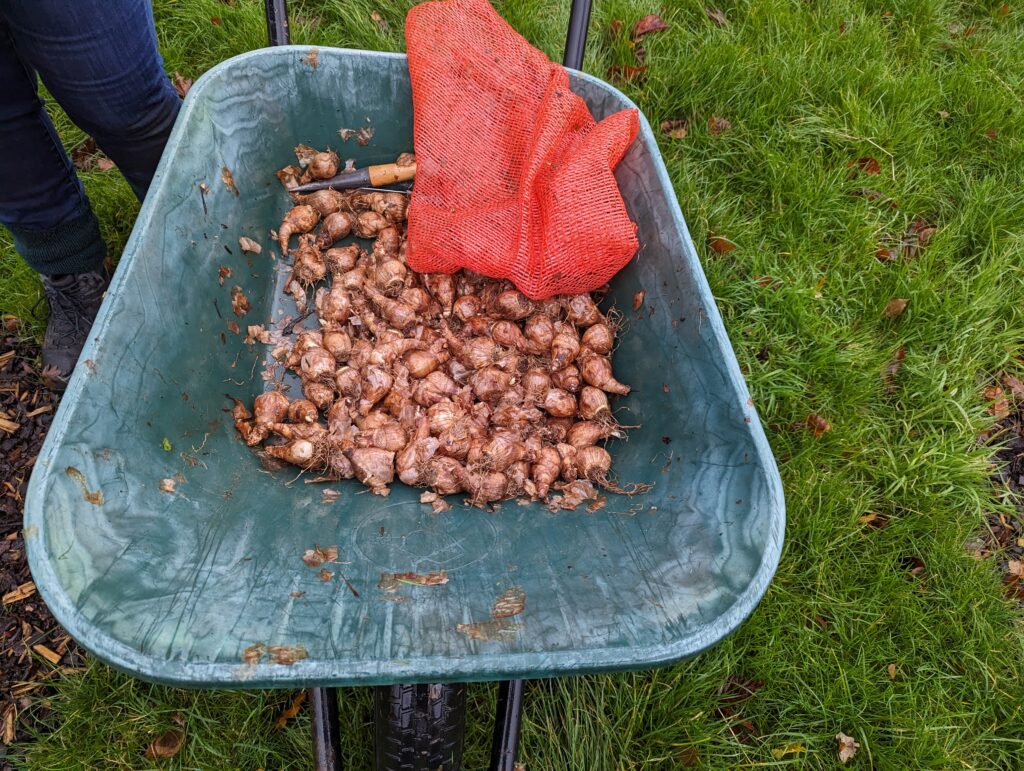 just a few bulbs left to plant