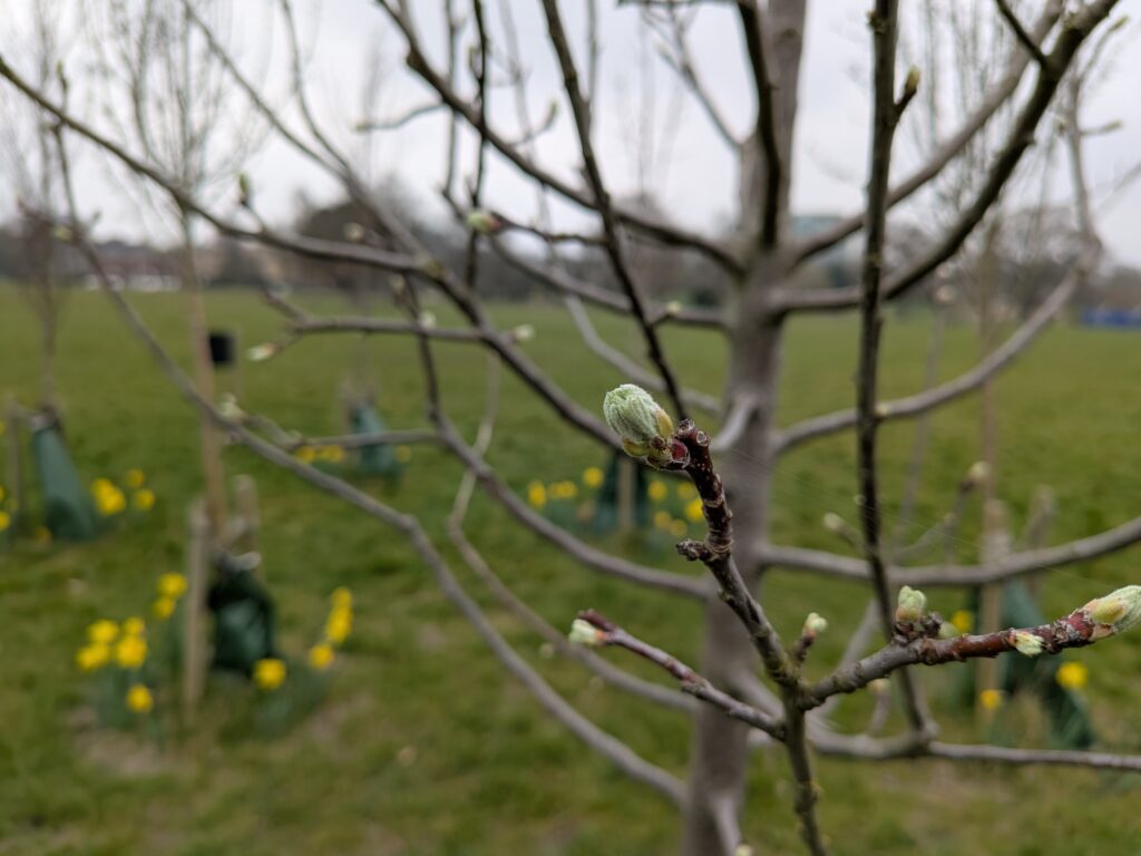 Tree bud with daffodils in the background