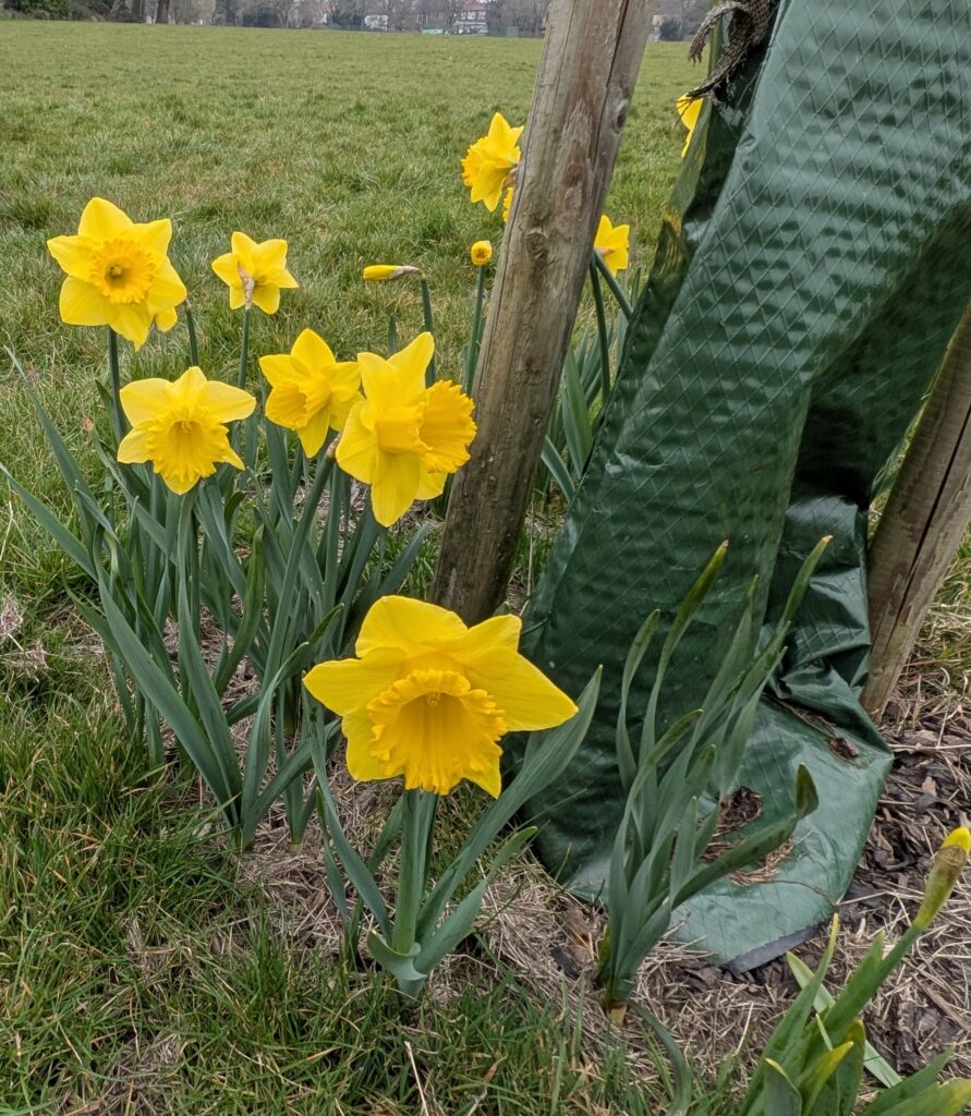daffodils at the base of a tree