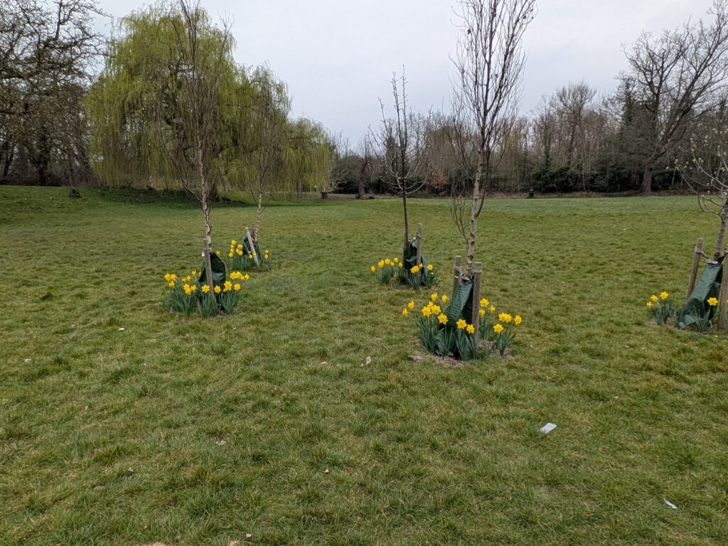 daffodils around the trees