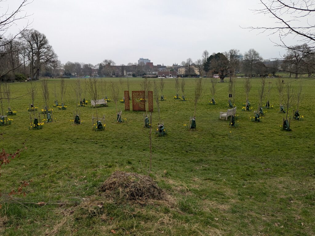 daffodils at the Enfield Living Memorial