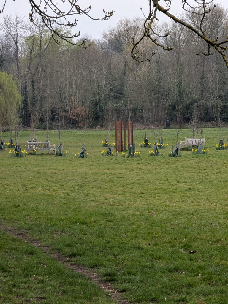 daffodils at the memorial