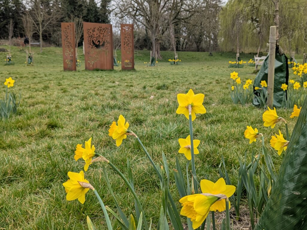 even more daffodils