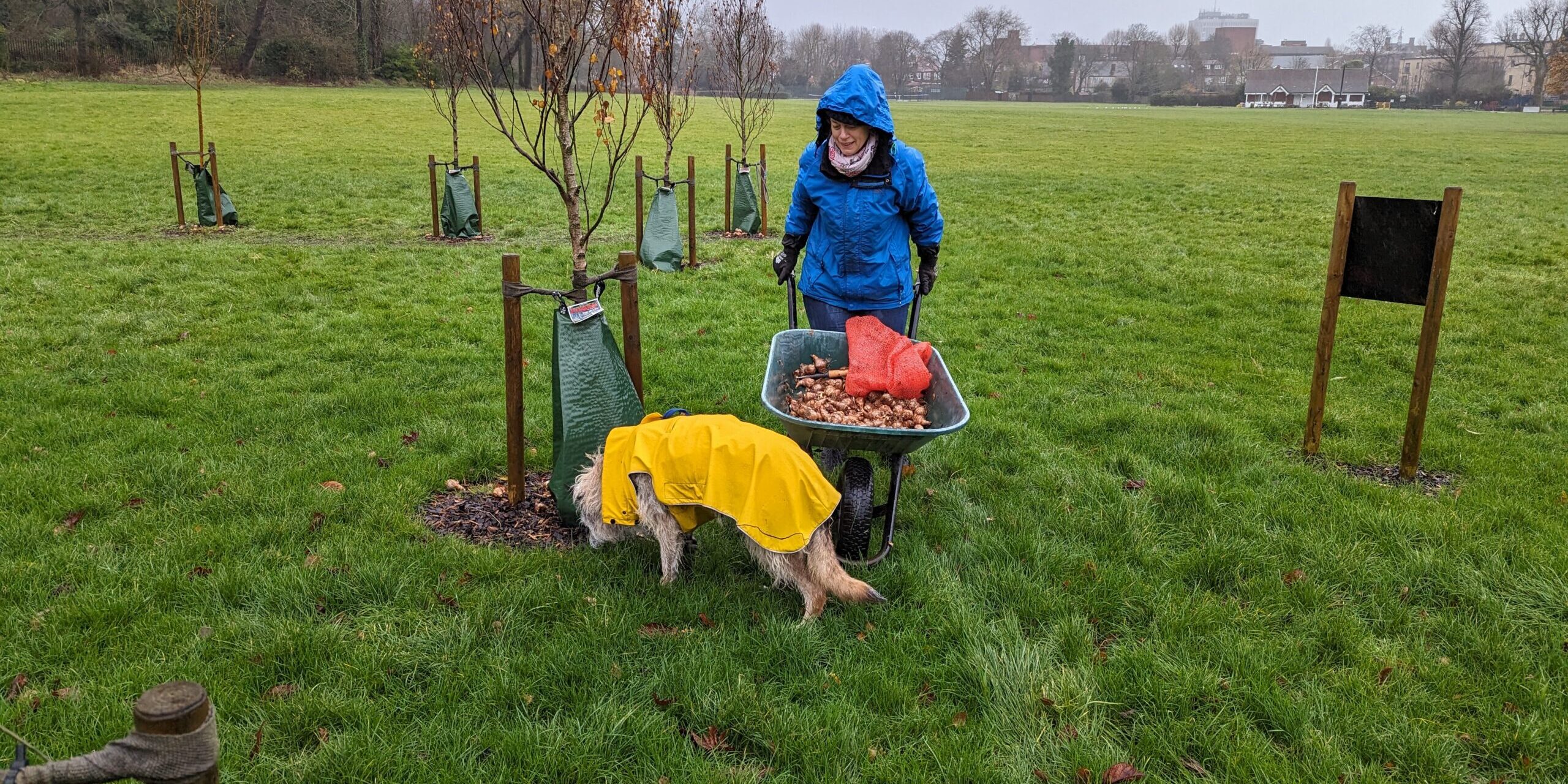 Daffodil planting 2023 with helper