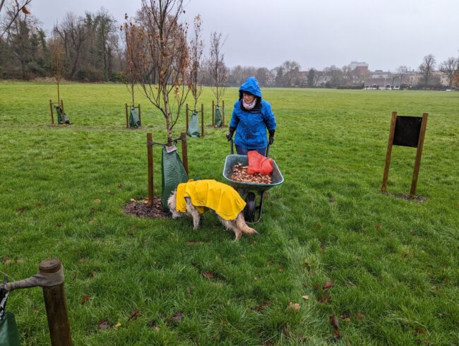Daffodil planting 2023 with helper
