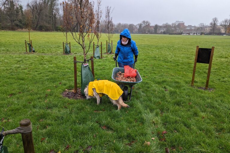 Daffodil planting 2023 with helper