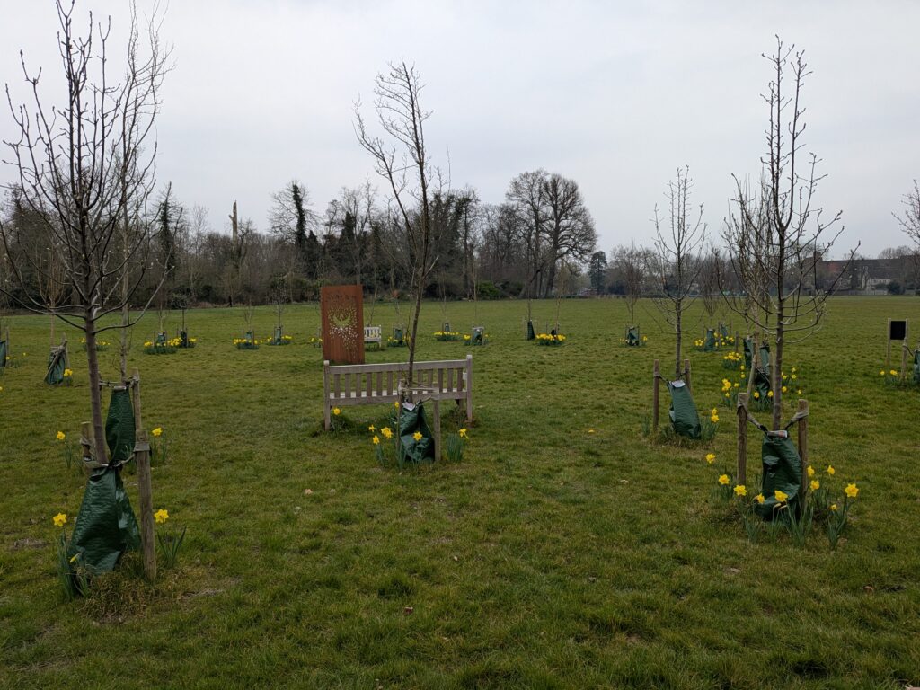 Daffodils at the Enfield Living Memorial, spring 2025