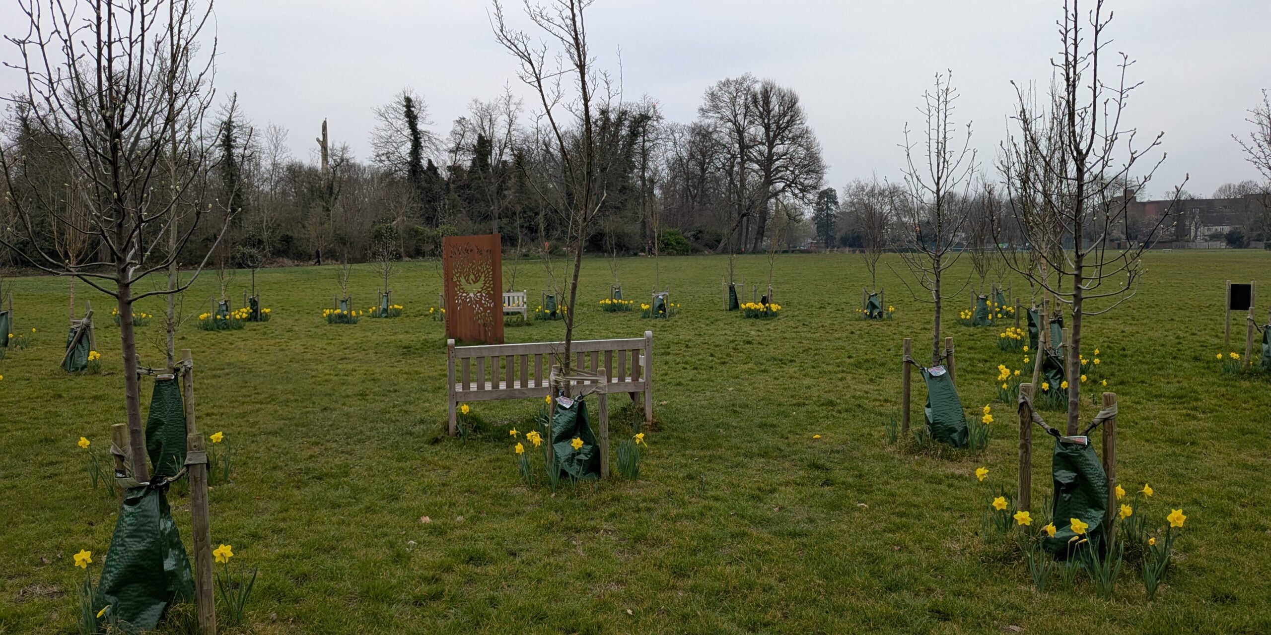 Daffodils at the Enfield Living Memorial, spring 2025