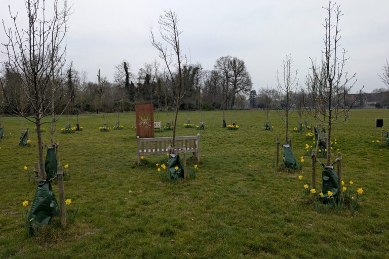 Daffodils at the Enfield Living Memorial, spring 2025